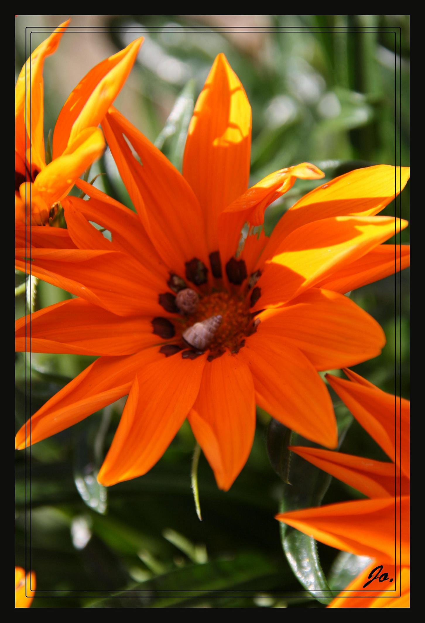 Wallpapers Nature Flowers Jolie fleur Orange et ses petit coquillages.