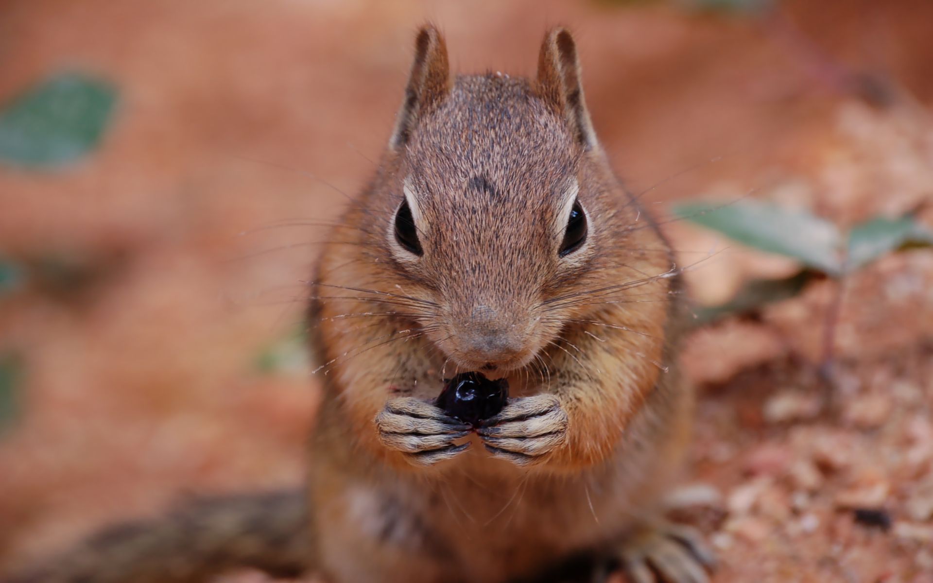 Fonds d'cran Animaux Rongeurs - Ecureuils gourmandise