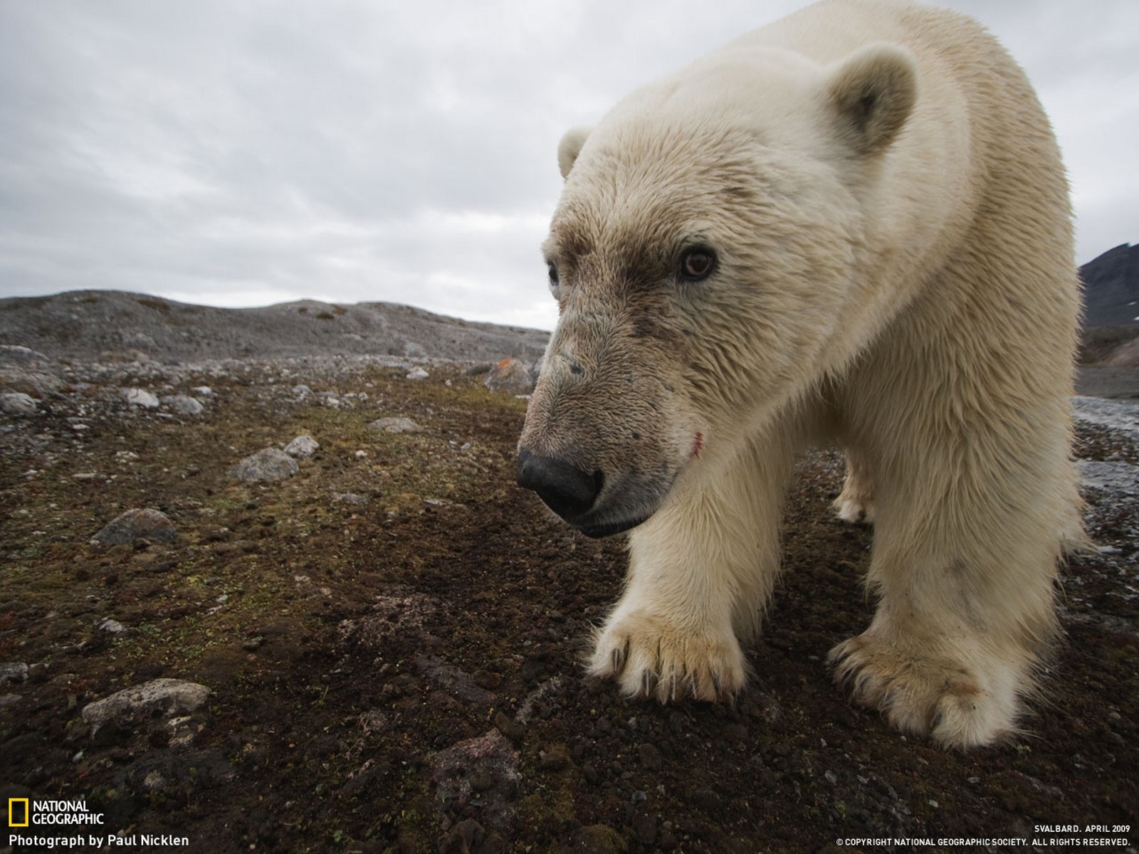 Wallpapers Animals Bears Ours polaire