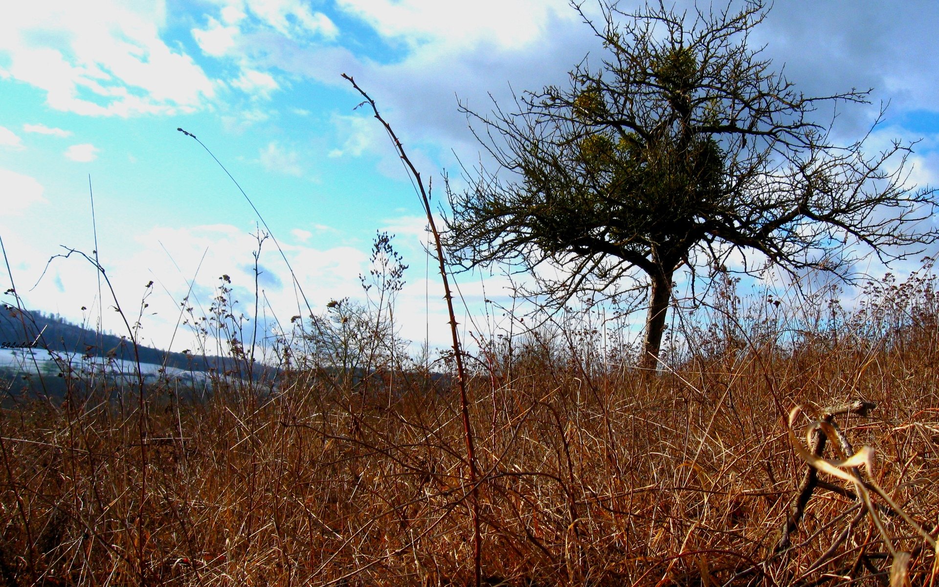 Fonds d'cran Art - Numrique Nature - Paysages nature paysage arbre ciel bleu