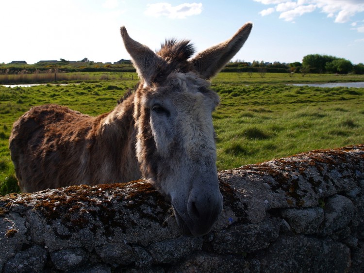 Wallpapers Animals Donkeys Ane Normand