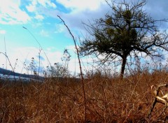 Fonds d'cran Art - Numrique nature paysage arbre ciel bleu