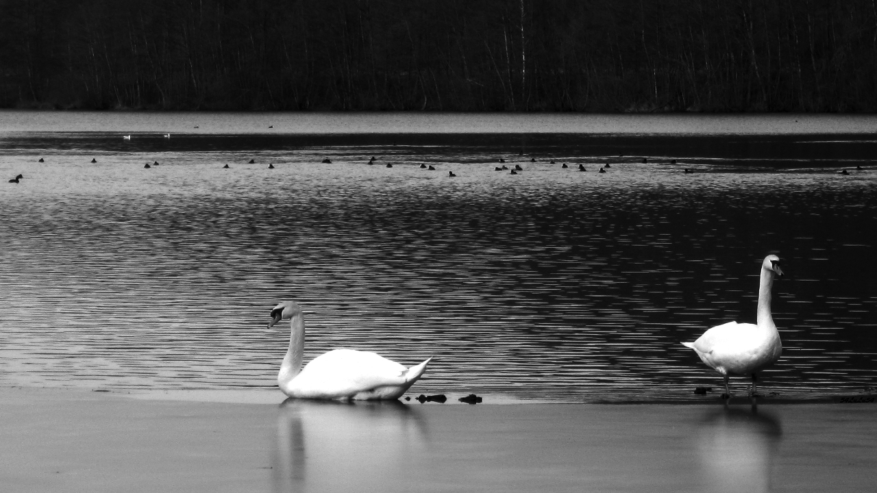 Wallpapers Animals Birds - Swans paysage nature avec cygnes