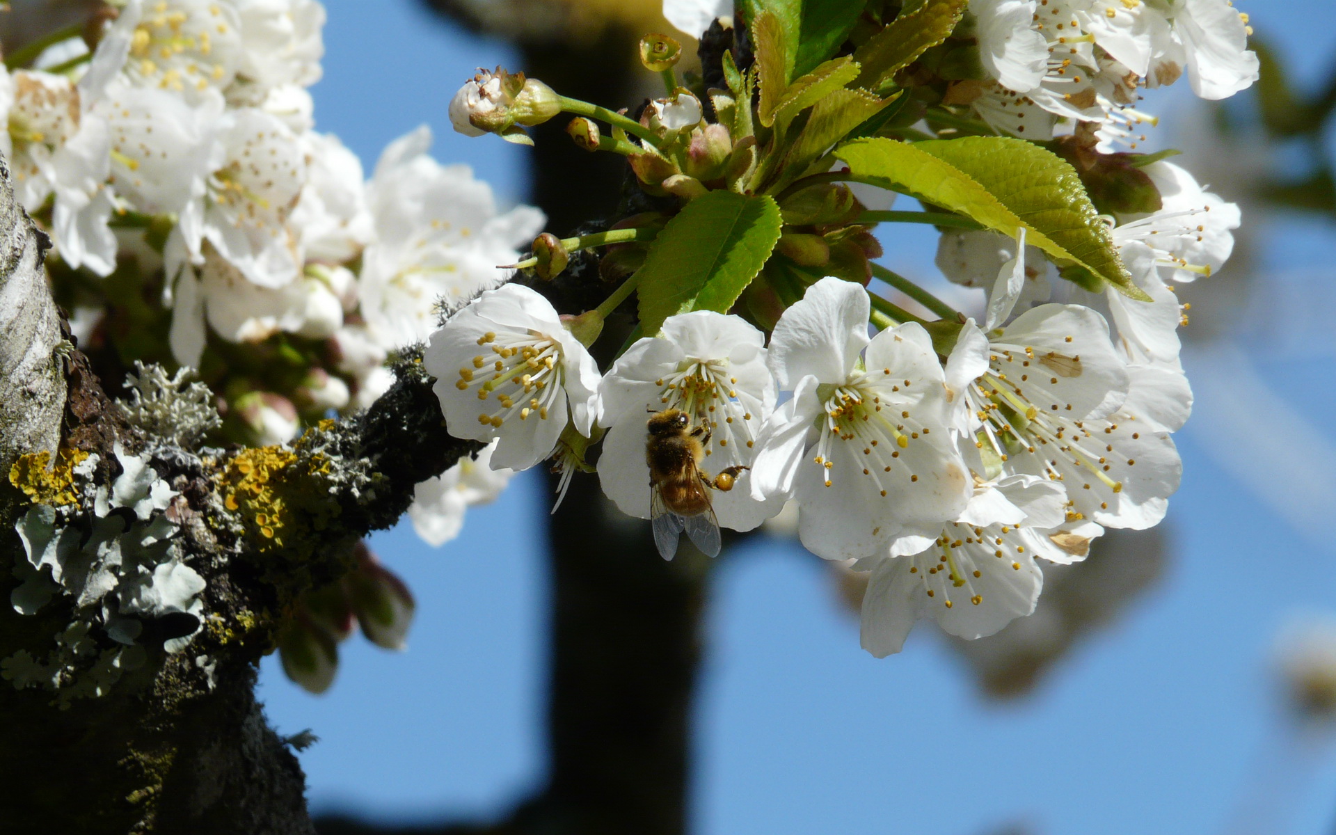 Fonds d'cran Nature Fleurs printemps 2