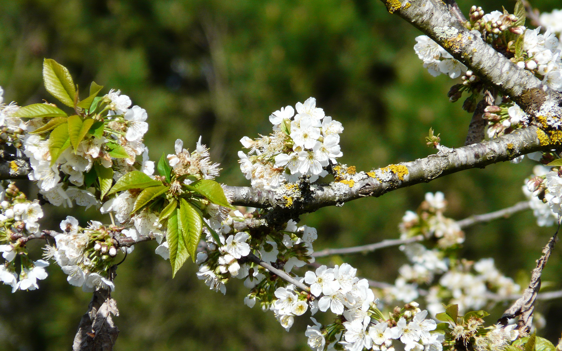 Fonds d'cran Nature Fleurs 