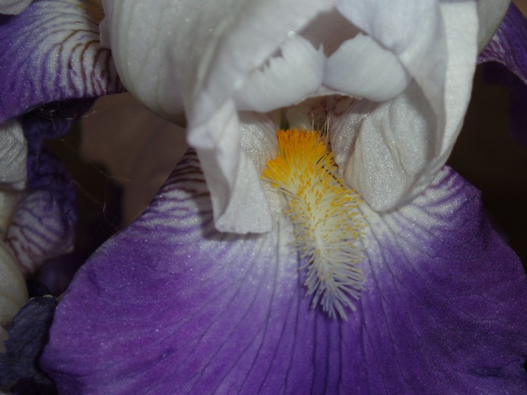 Fonds d'cran Nature Fleurs Iris