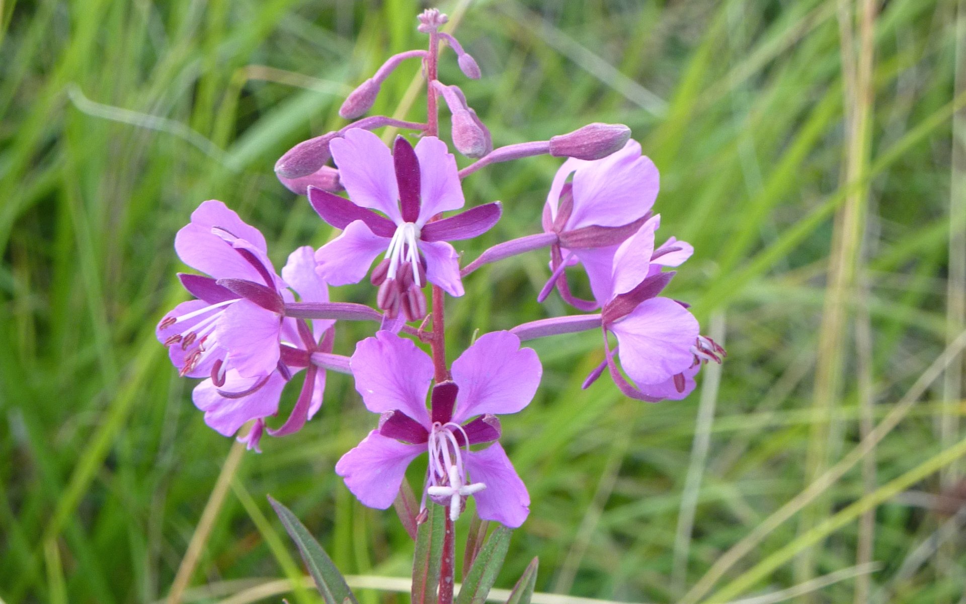 Fonds d'cran Nature Fleurs 