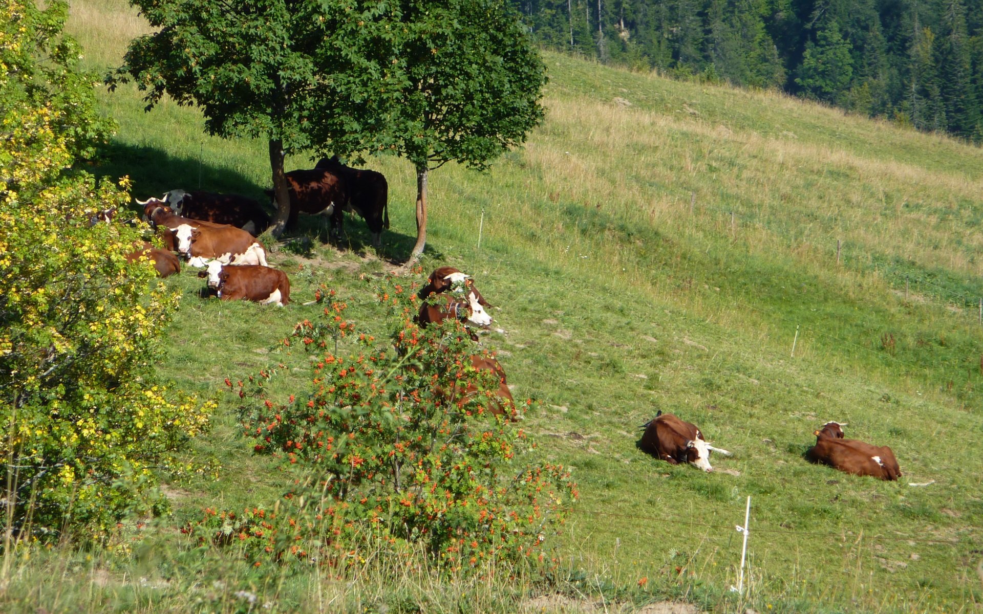 Wallpapers Animals Cows - Bulls - Beef 