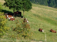 Fonds d'cran Animaux Image sans titre N256039