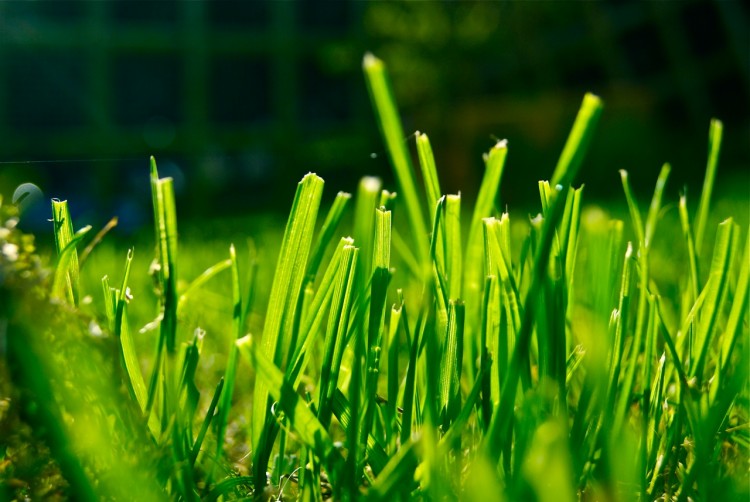 Fonds d'cran Nature Herbes Herbes