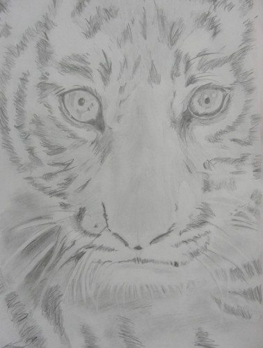 Fonds d'cran Art - Crayon Animaux - Tigres Young Tiger