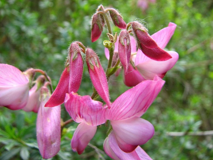 Fonds d'cran Nature Fleurs bugrane buisonnante