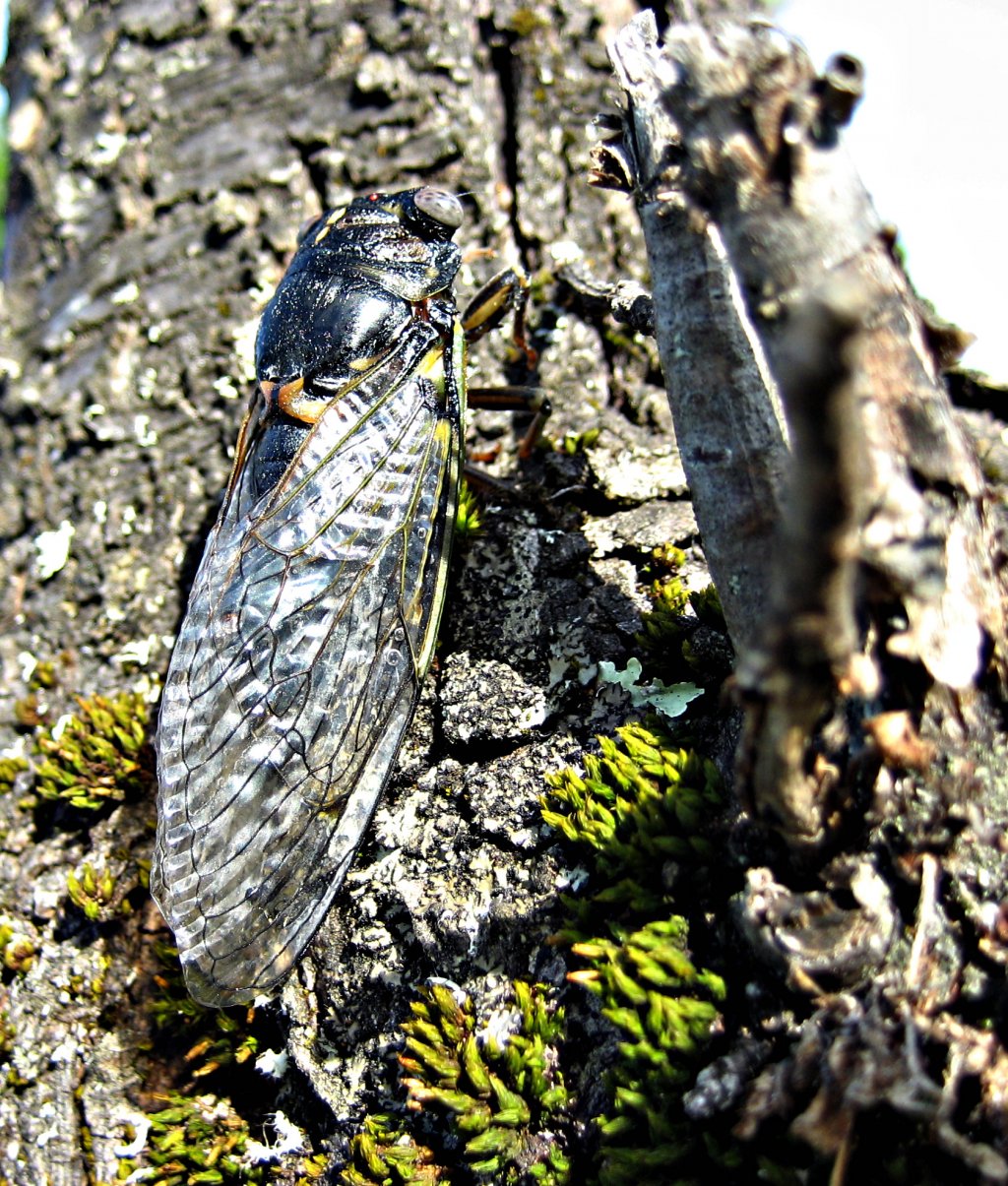 Wallpapers Animals Insects - Cicadas cigale