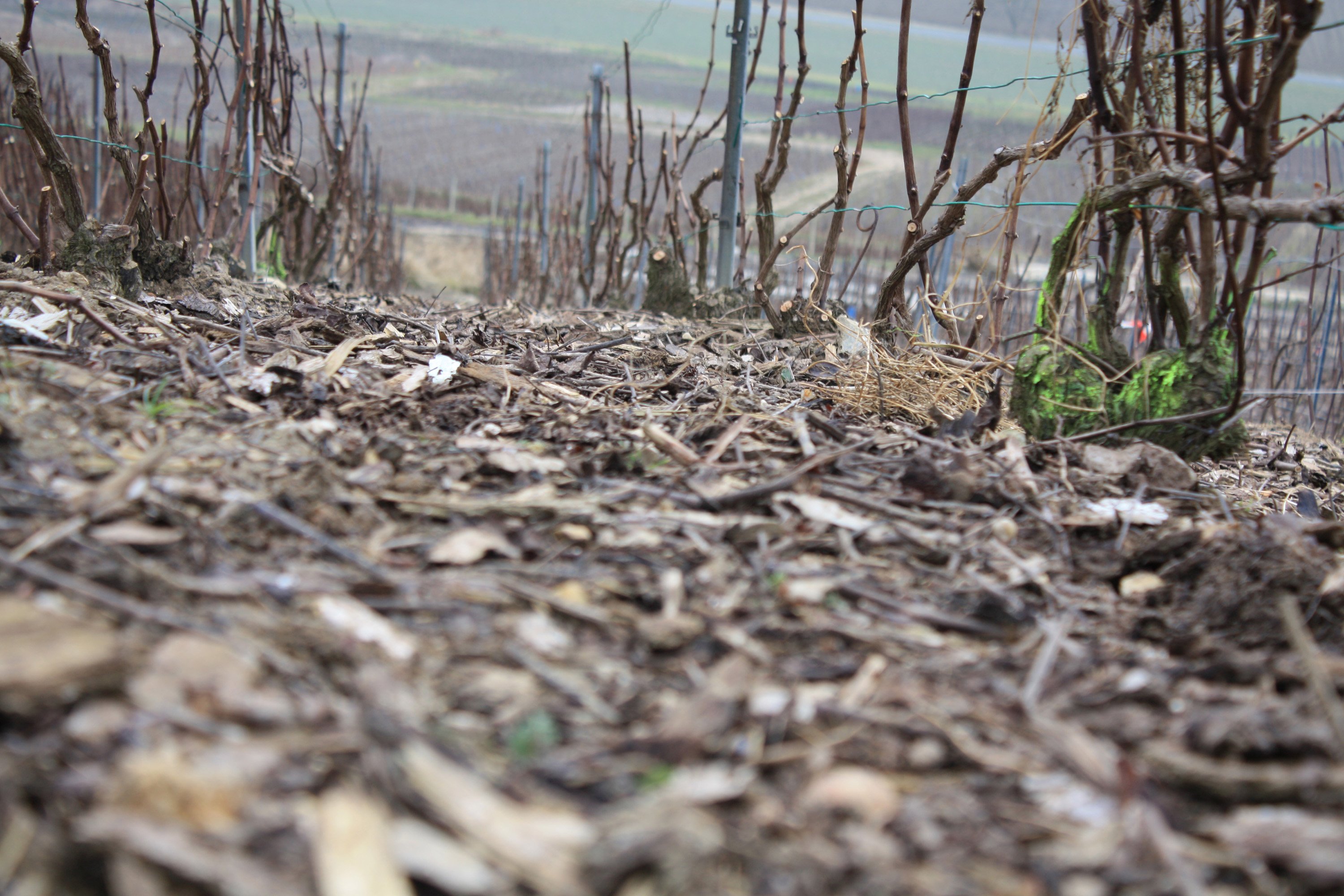 Wallpapers Nature Vines Balade dans les vignes