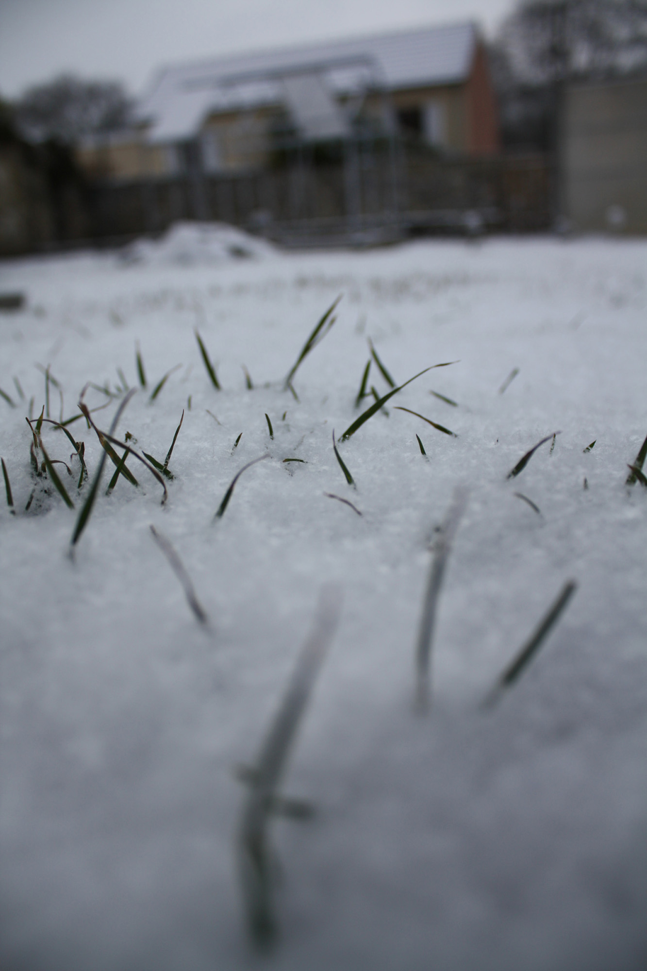 Fonds d'cran Nature Saisons - Hiver Herbe dans la neige