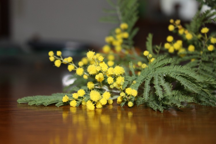 Fonds d'cran Nature Fleurs mimosa