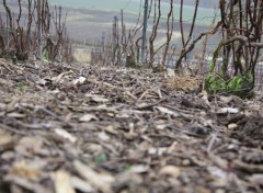 Fonds d'cran Nature Balade dans les vignes