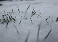 Fonds d'cran Nature Herbe dans la neige