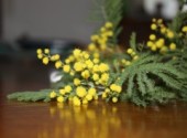 Wallpapers Nature mimosa