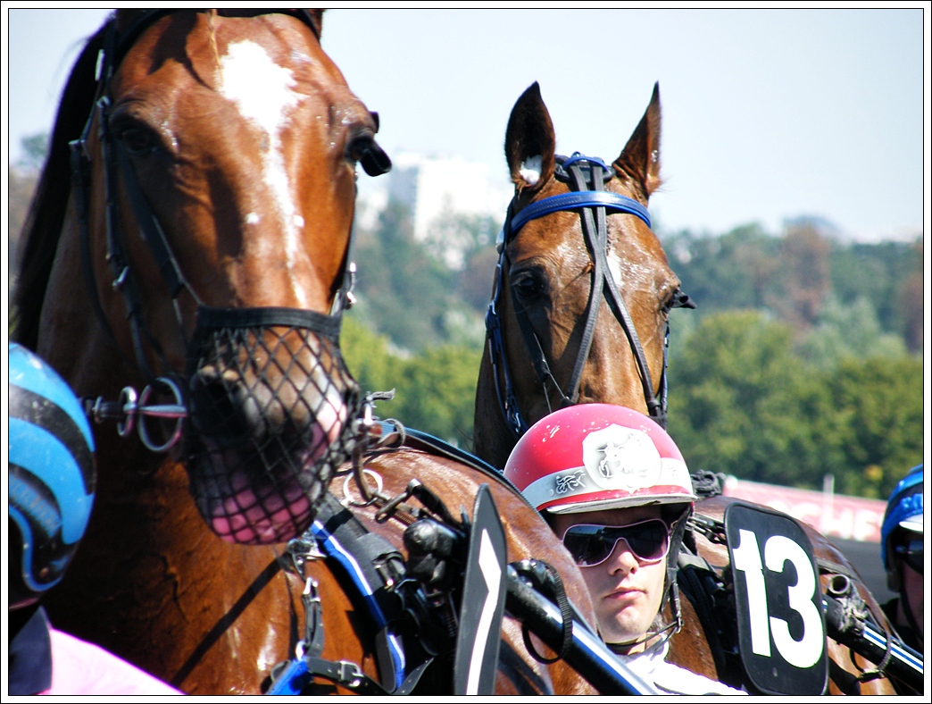 Fonds d'cran Sports - Loisirs Equitation 