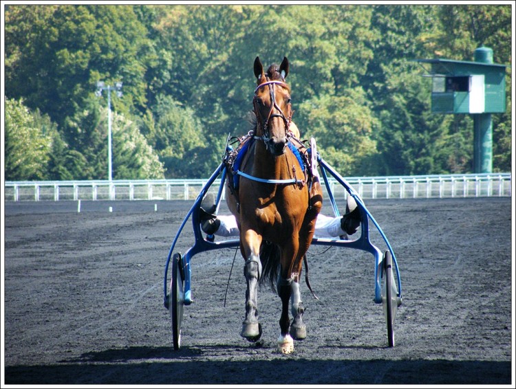 Fonds d'cran Sports - Loisirs Equitation Hippodrome de Vincennes