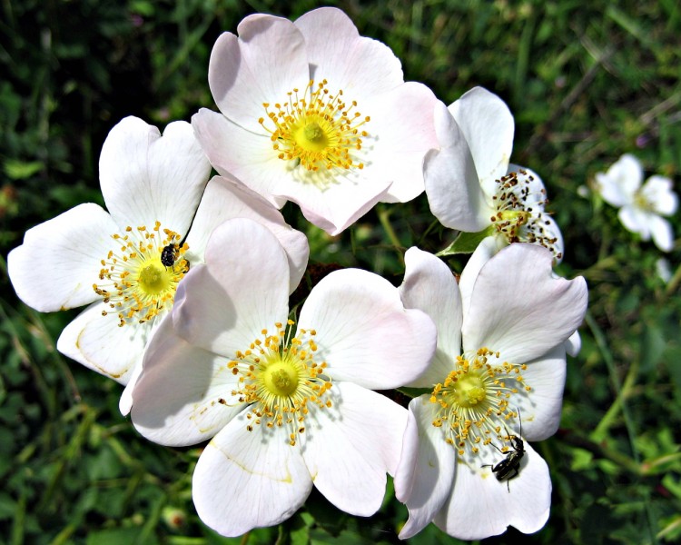 Fonds d'cran Nature Fleurs FLEURS D'EGLANTIER