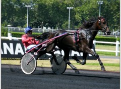 Fonds d'cran Sports - Loisirs Hippodrome de vincennes (suite)