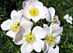 Fonds d'cran Nature FLEURS D'EGLANTIER