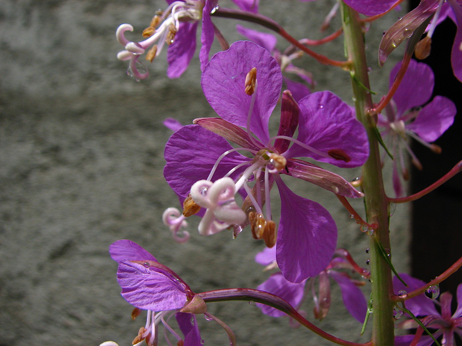 Wallpapers Nature Flowers epilobe