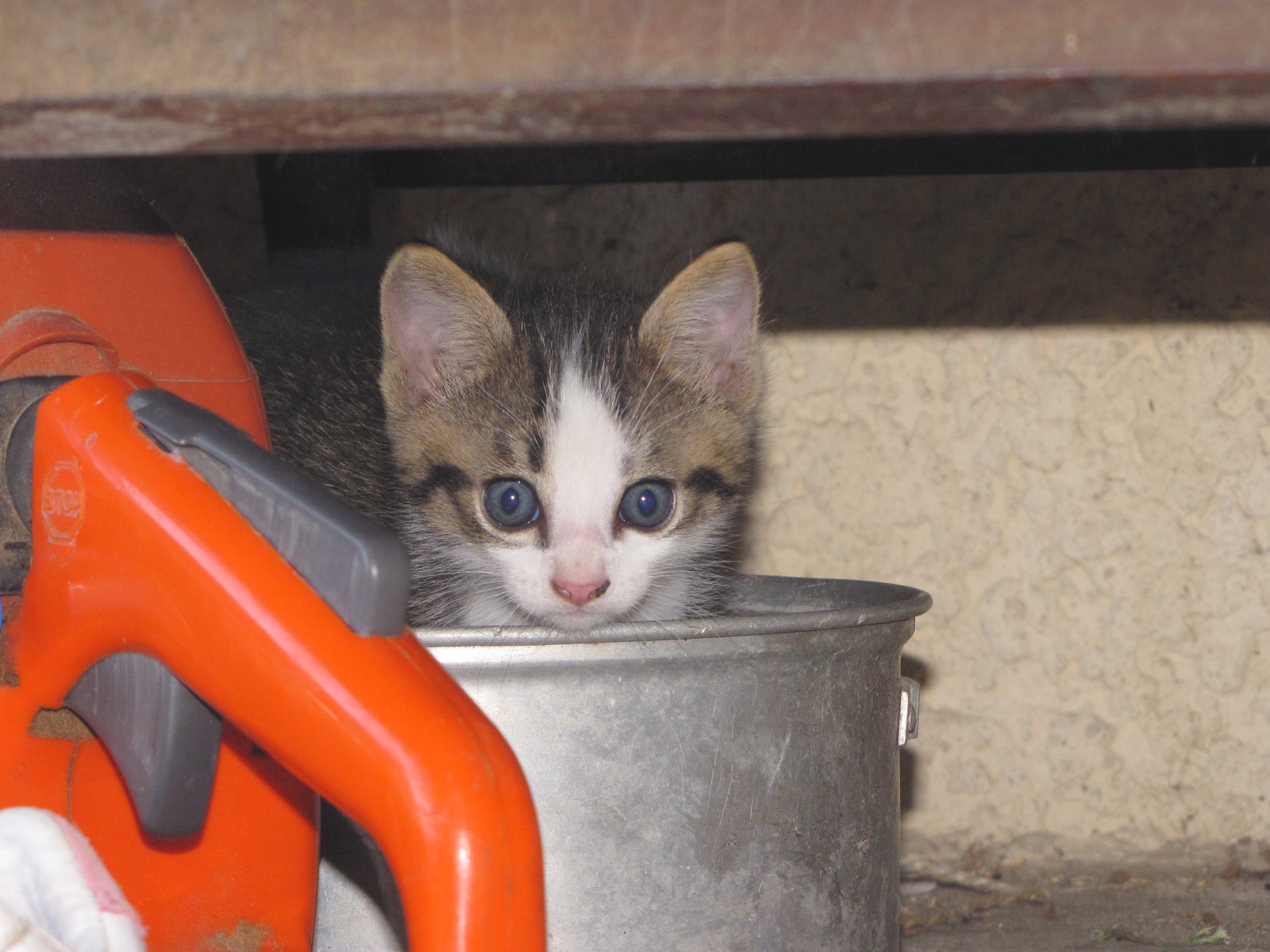 Fonds d'cran Animaux Chats - Chatons 