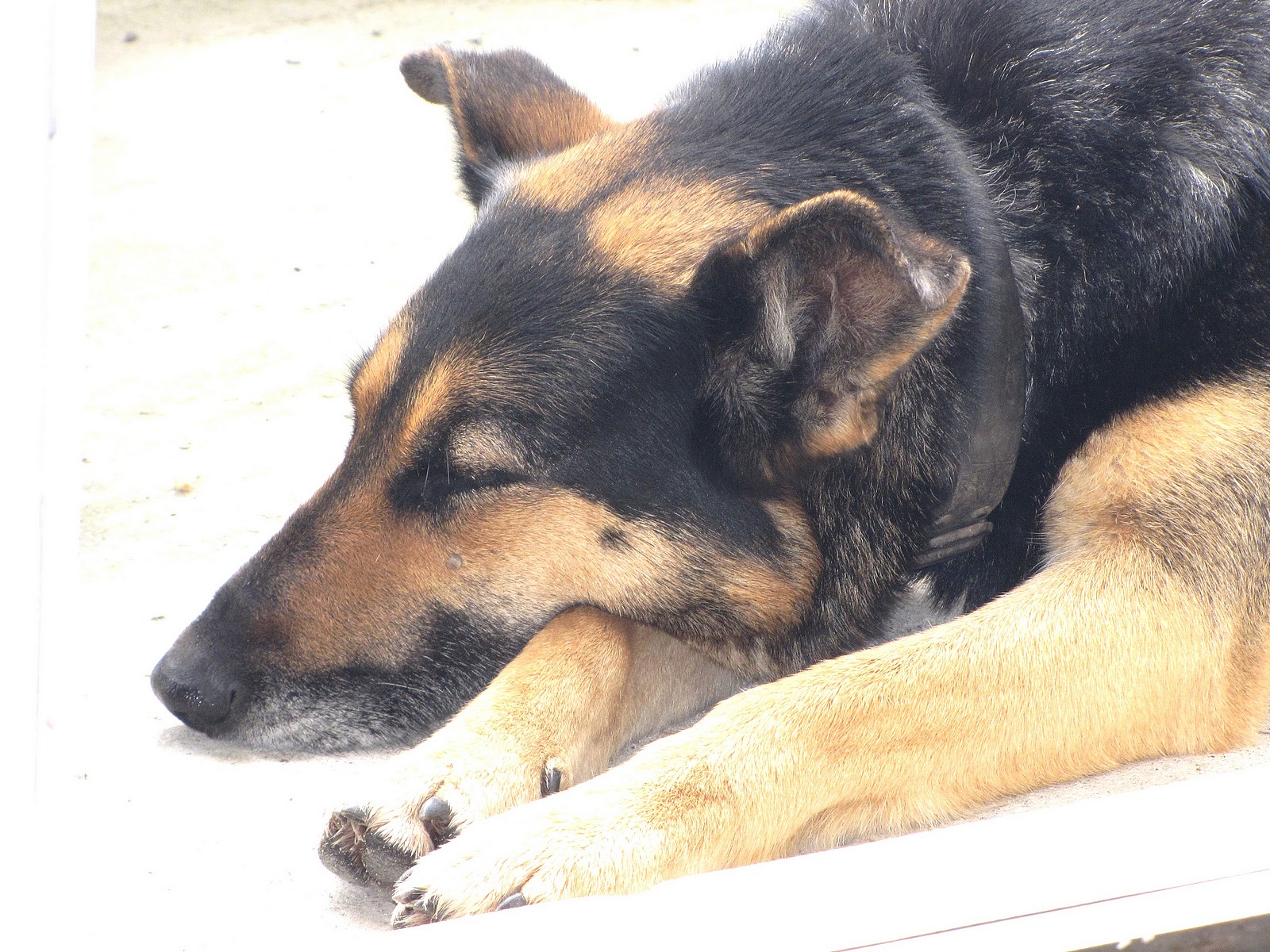 Fonds d'cran Animaux Chiens 