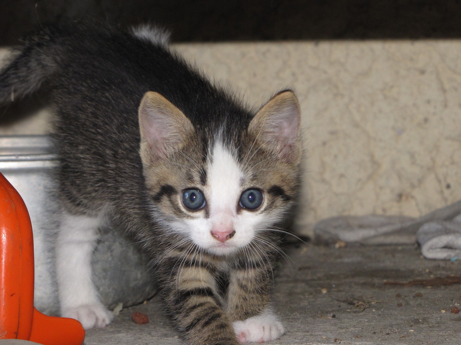 Fonds d'cran Animaux Chats - Chatons 