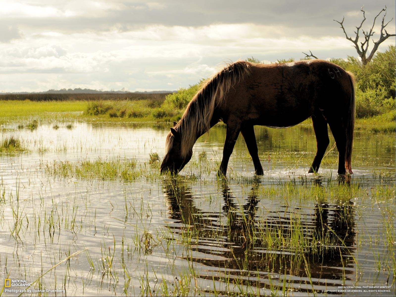 Wallpapers Animals Horses 