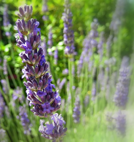 Fonds d'cran Nature Fleurs Un brin de lavande...