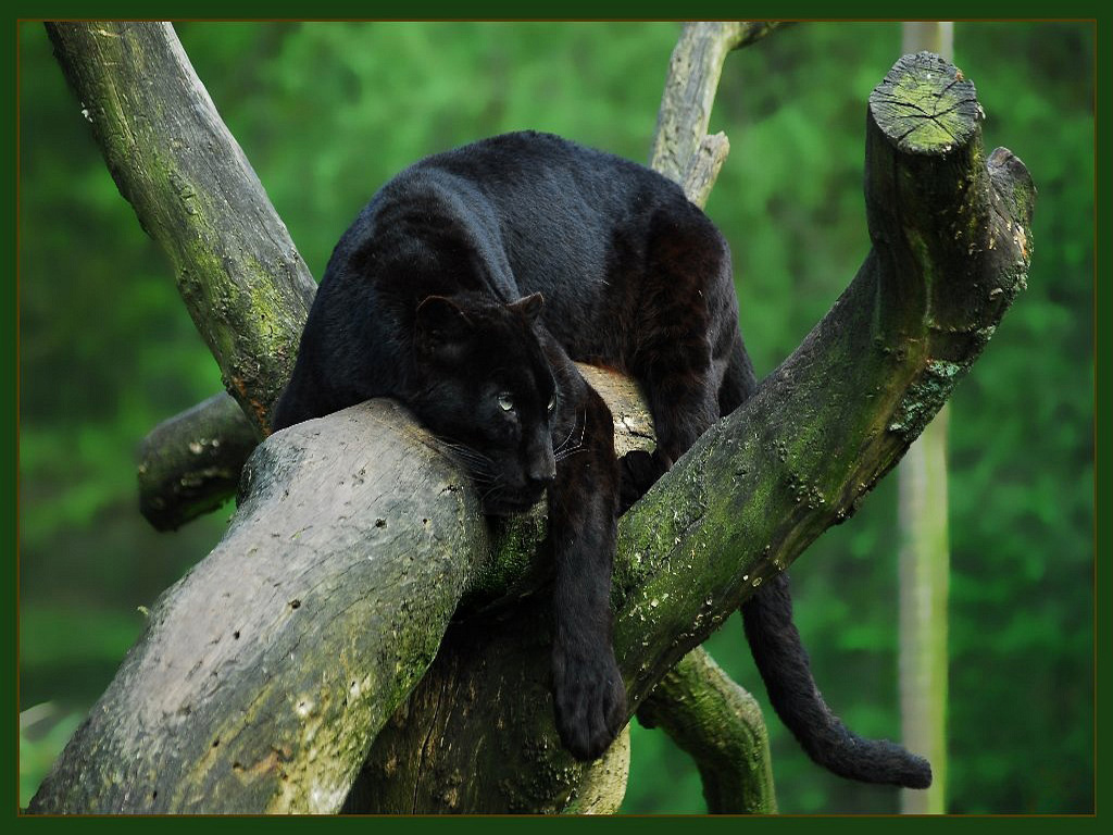 Wallpapers Animals Felines - Black panthers repos