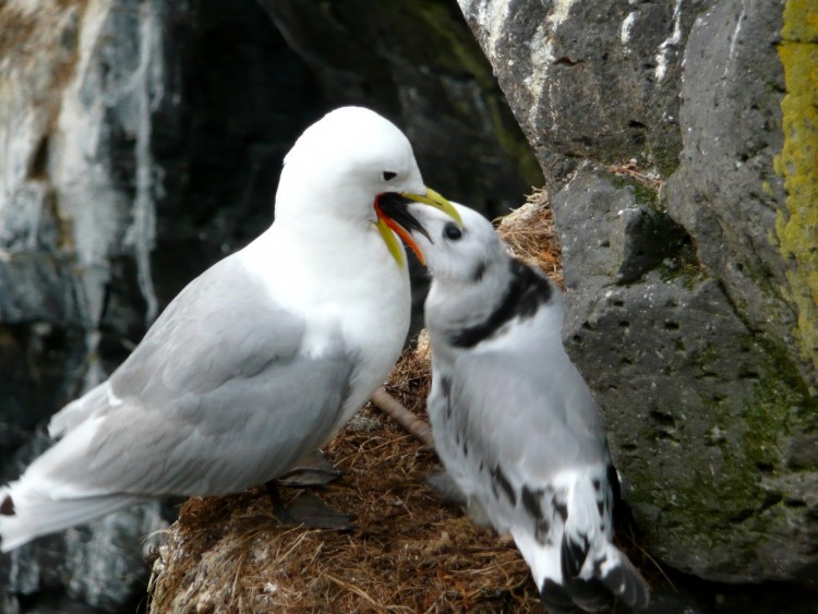 Fonds d'cran Animaux Oiseaux - Mouettes et Golands A Table