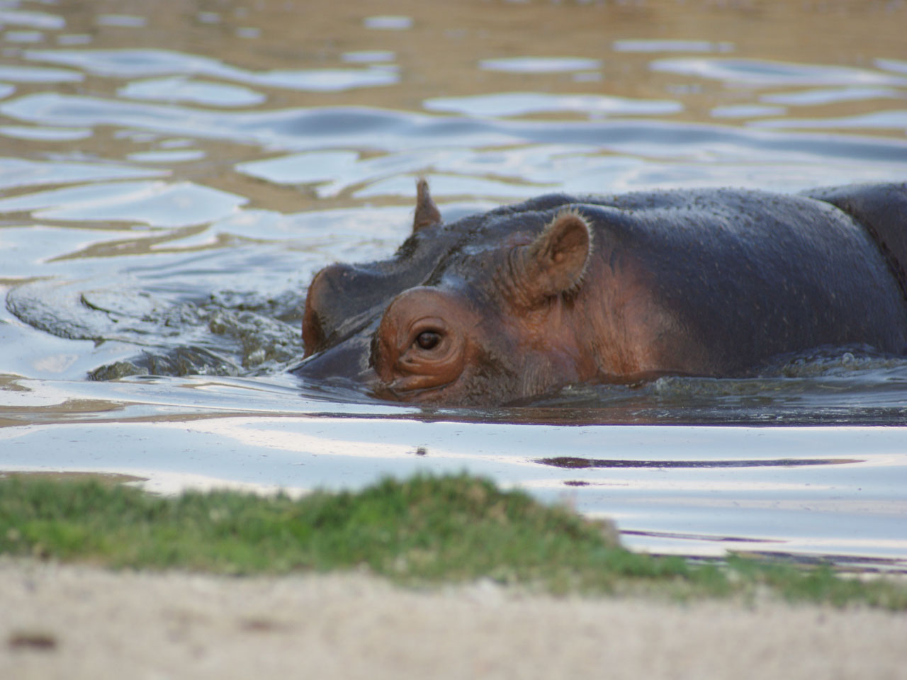 Wallpapers Animals Hippopotamuses 