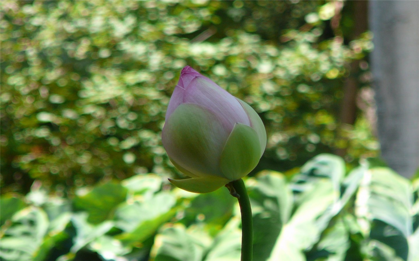 Fonds d'cran Nature Fleurs Fleur de lotus