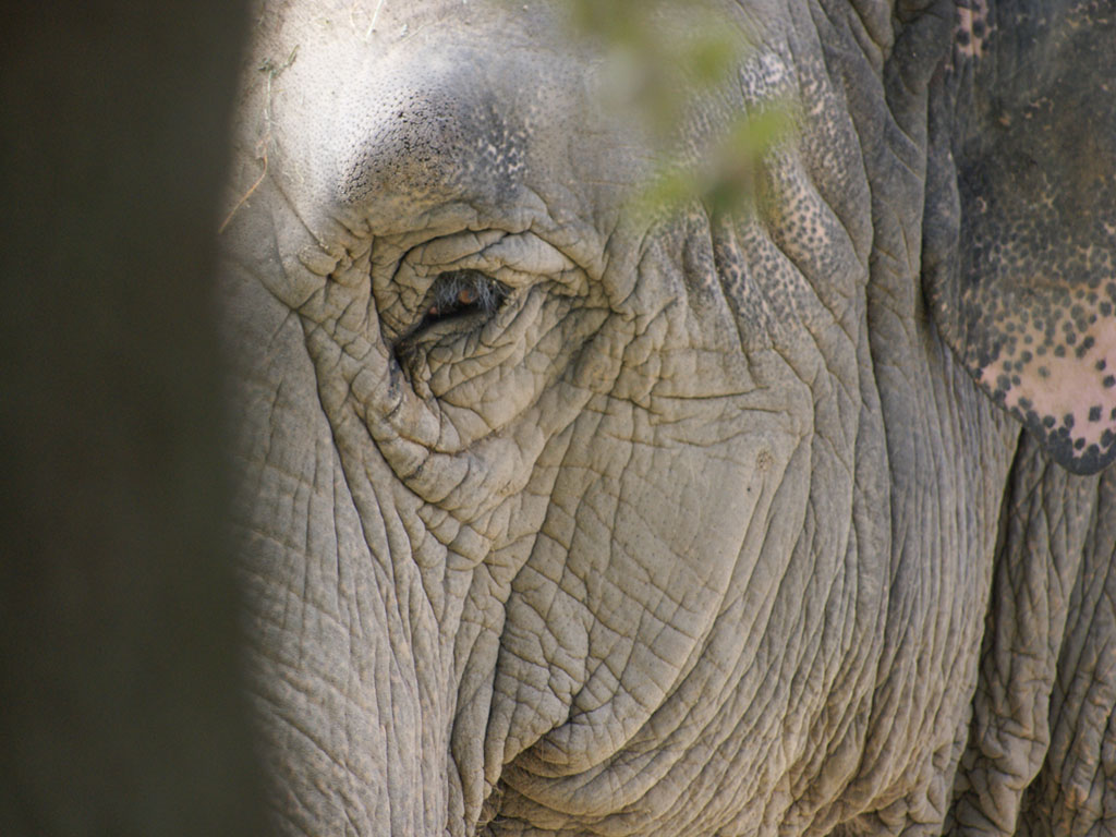 Fonds d'cran Animaux Elphants 