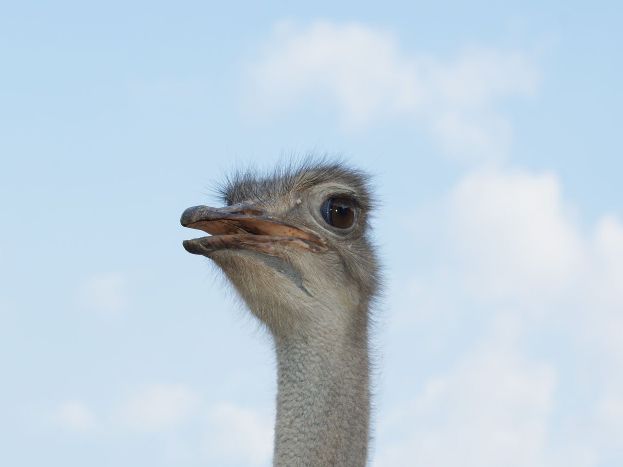 Wallpapers Animals Birds - Ostriches and Emus 