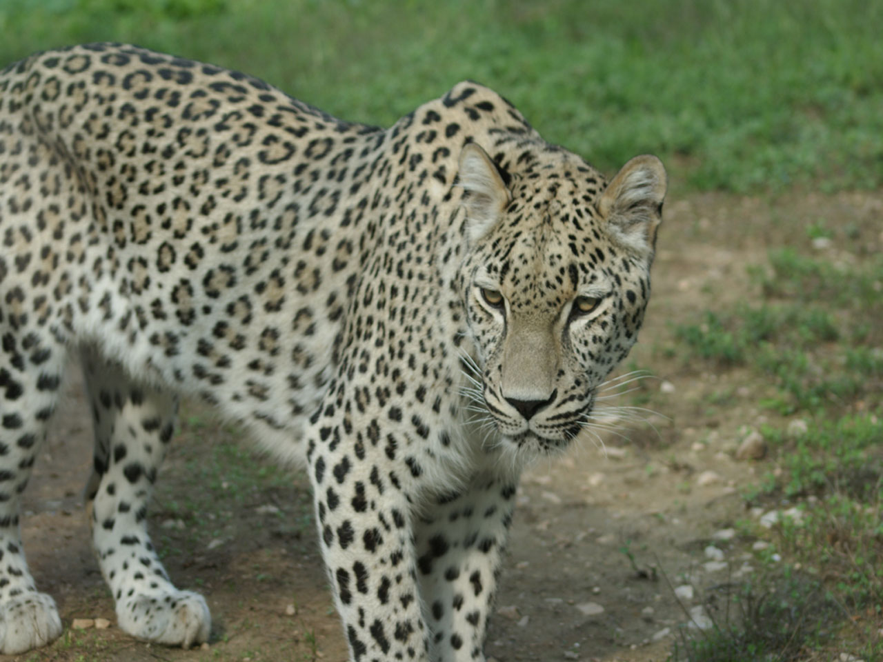 Wallpapers Animals Felines - Leopards 