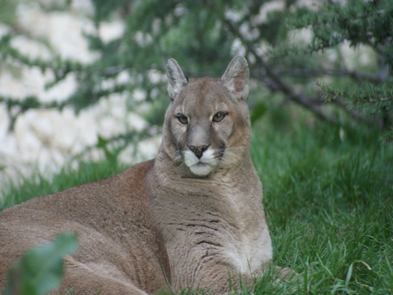 Wallpapers Animals Felines - Pumas 