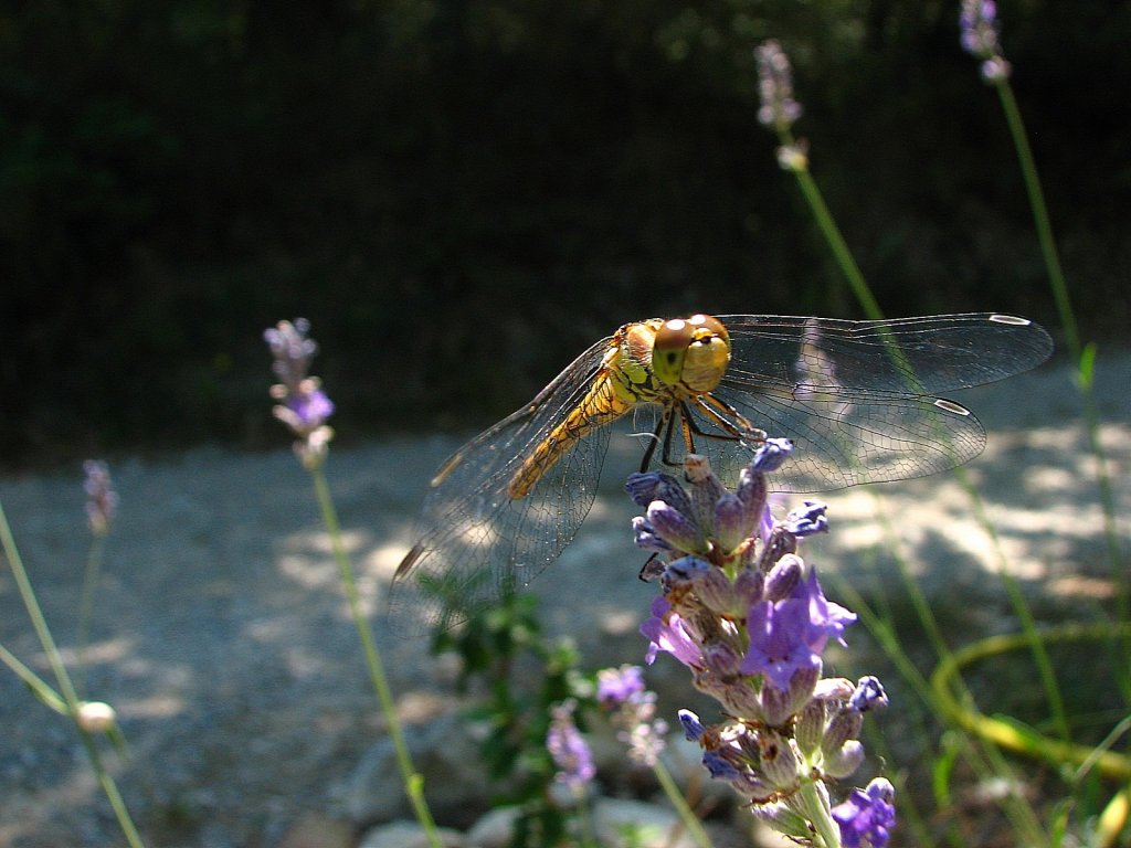 Wallpapers Animals Insects - Dragonflies Libellule 