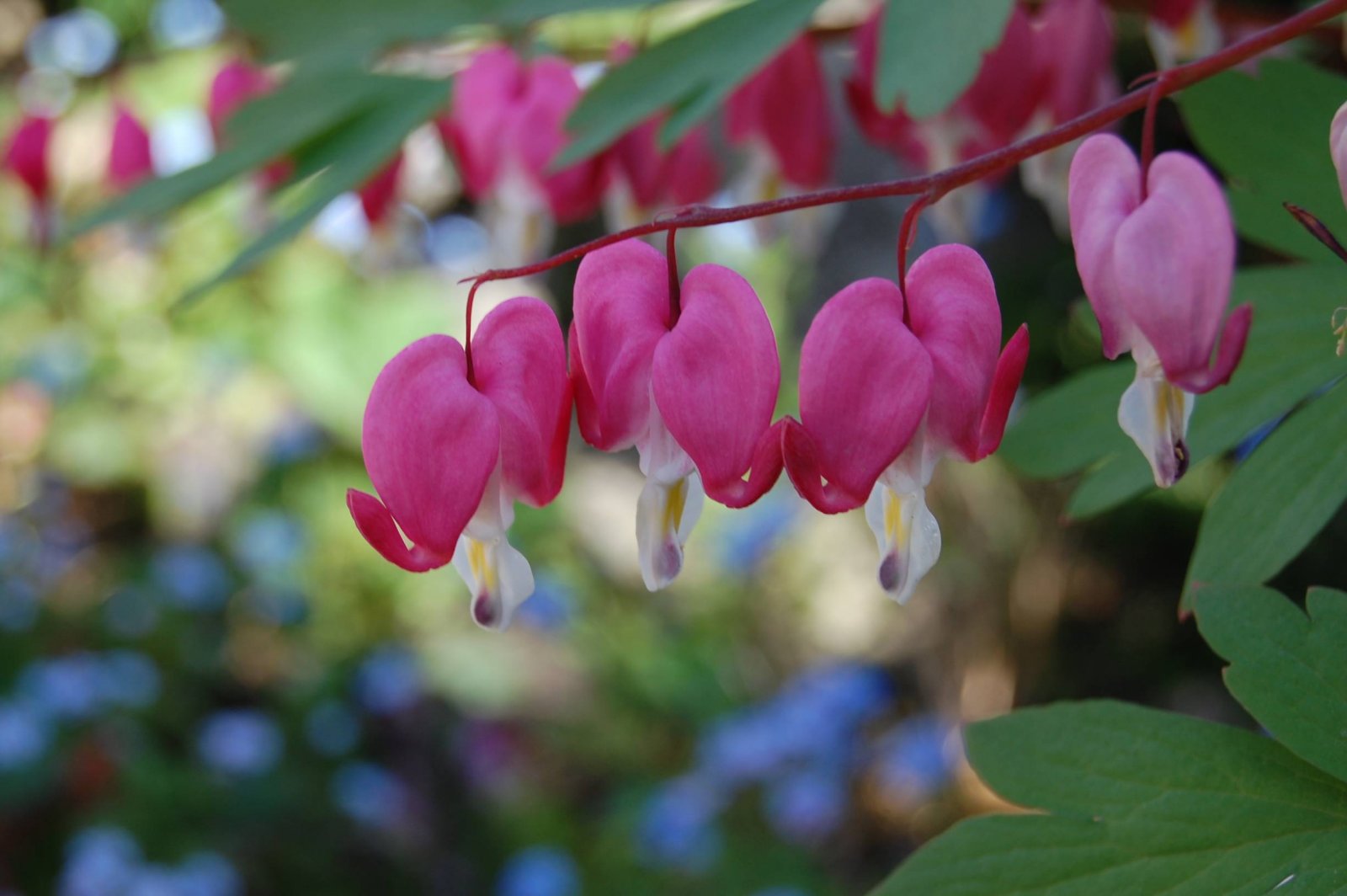 Fonds d'cran Nature Fleurs Coeur de Marie