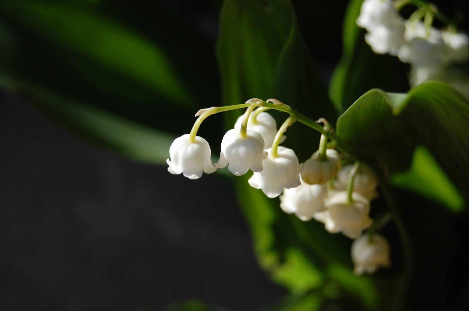 Fonds d'cran Nature Fleurs Muguet