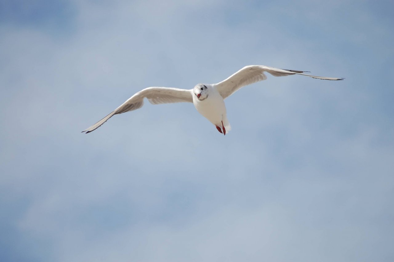 Fonds d'cran Animaux Oiseaux - Mouettes et Golands La Mouette de Quend