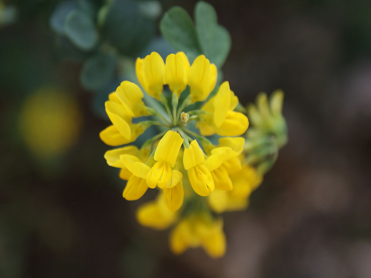 Fonds d'cran Nature Fleurs 