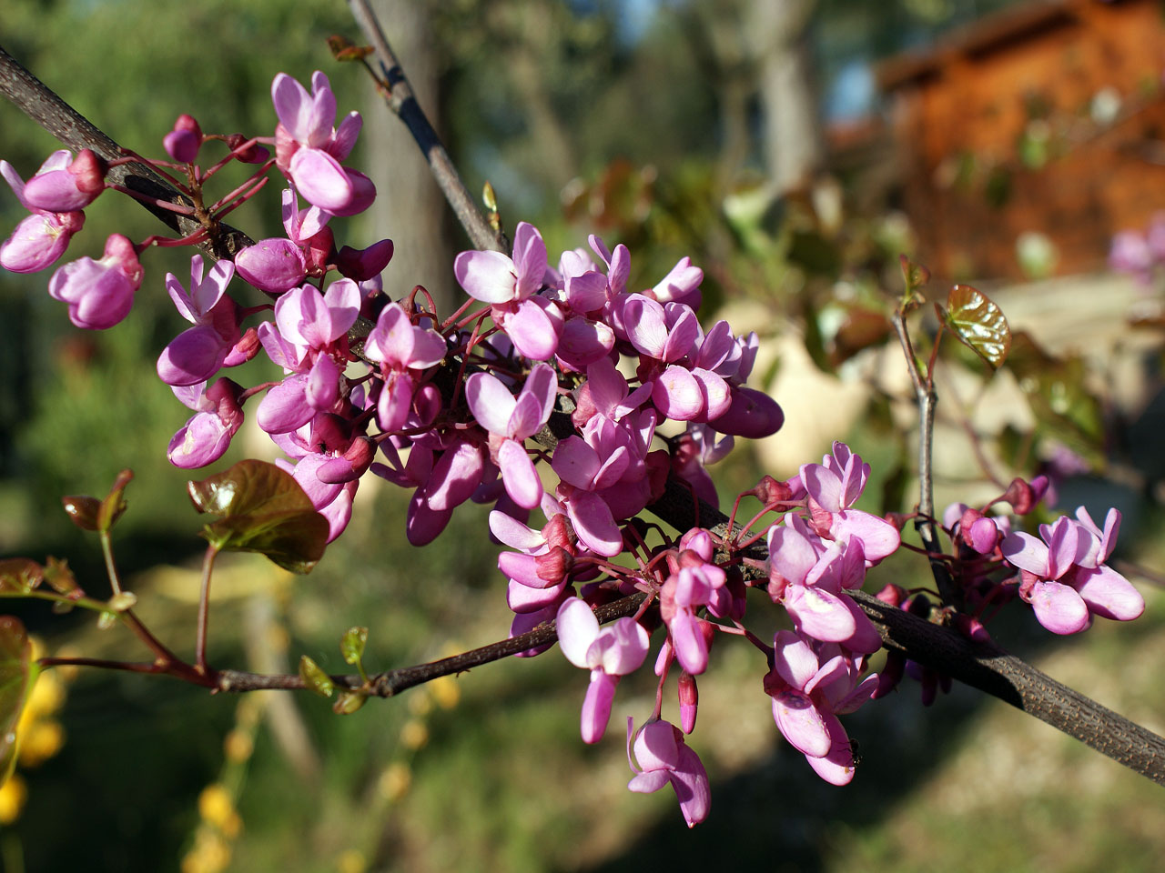 Fonds d'cran Nature Fleurs 