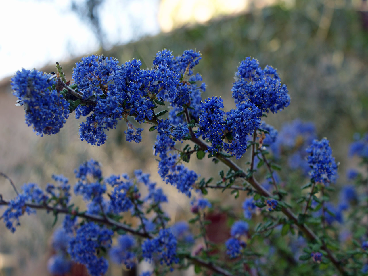 Fonds d'cran Nature Fleurs 