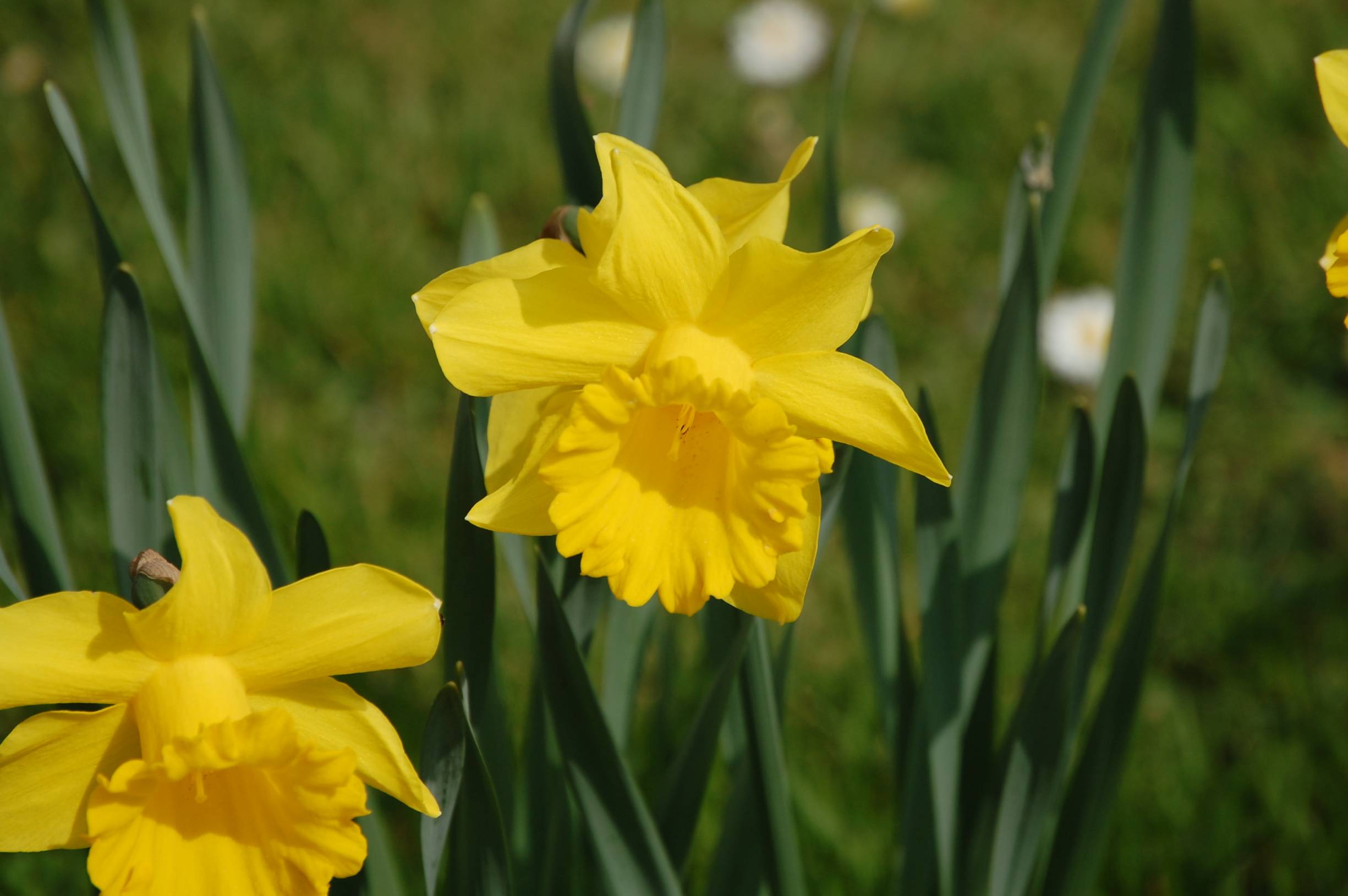 Fonds d'cran Nature Fleurs Jonquilles